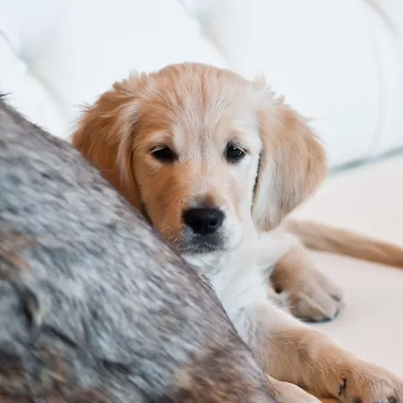 Garni Cristallo Отель